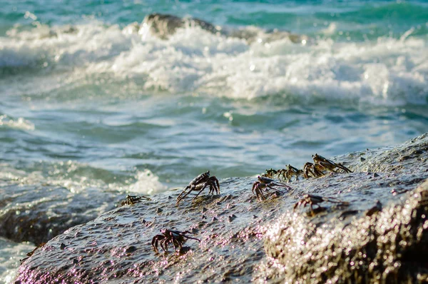 Caranguejos numa rocha. Caranguejos têm um banho de sol em uma rocha perto do mar — Fotografia de Stock