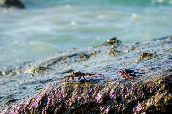 Crabs on a rock. Crabs have a sunbath on a rock near the sea