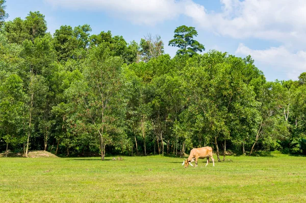 La vaca se come una hierba en un prado — Foto de Stock