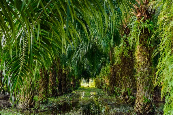 Plantación de aceite de palma en Asia. Tailandia rural — Foto de Stock