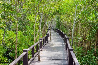 Ahşap köprü geçit mangrov orman Pranburi orman Milli Parkı, Prachuap Khiri Khan, Tayland at