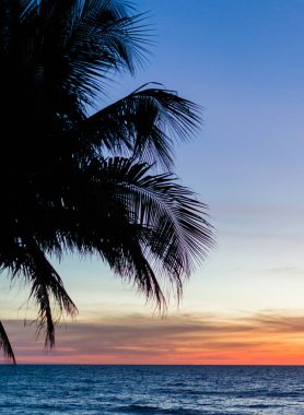 Palmiye ağaçları siluet. Asya günbatımı renkli gökyüzü arka ışık