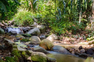 Parlak orman Nehri ile. Doğal peyzaj
