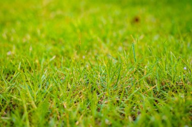 Yeşil çimen arka plan dokusu. Tasarım elementi.