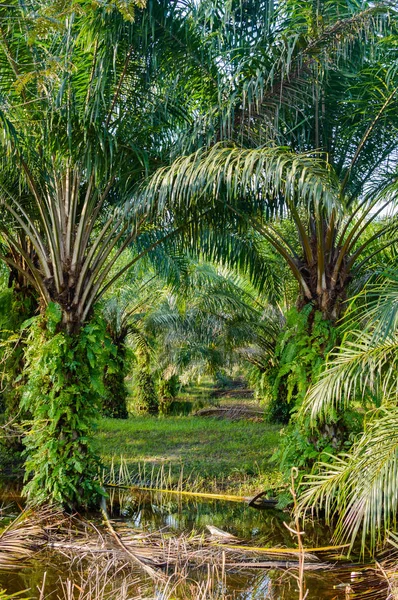 Palm oil plantation in Asia. Rural Thailand — Stock Photo, Image
