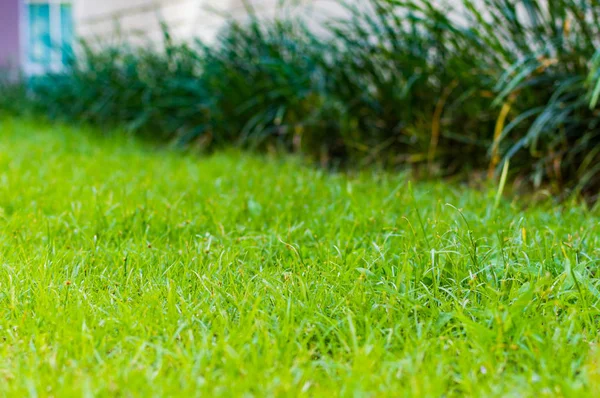 พื้นหลังหญ้าสีเขียว องค์ประกอบของการออกแบบ . — ภาพถ่ายสต็อก