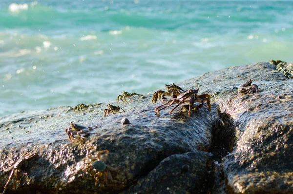 Bir kaya üzerinde yengeç. Yengeç deniz kenarında bir kayada bir güneşlenme var