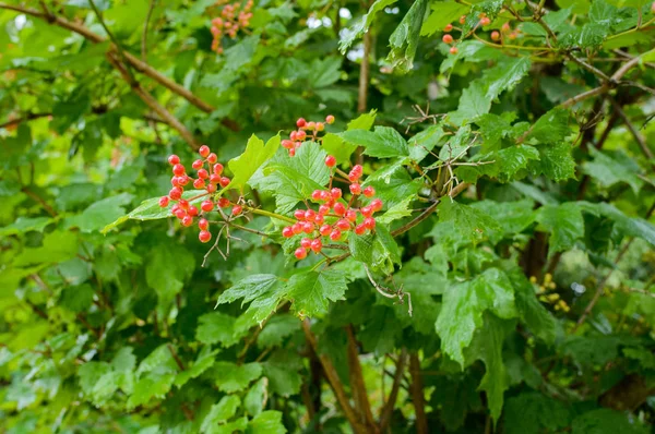 Zweig des roten Viburnums im Garten — Stockfoto
