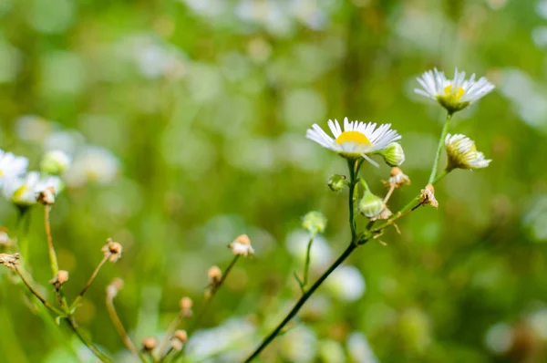 Dziki rumianek kwiaty rosnące na zielonej łące, streszczenie tło kwiatowy — Zdjęcie stockowe