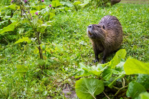 Közelről fotó, a nutria, más néven a nutria vagy folyó patkány, zöld háttér — Stock Fotó