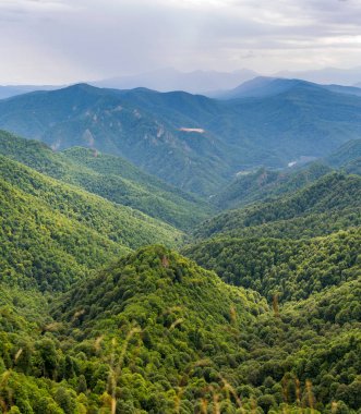 Kafkasya Dağları eteklerindeki dağ ormanı manzarası, Adygea, Rusya