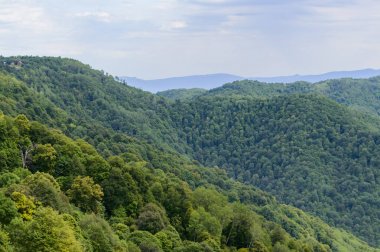 Kafkasya Dağları eteklerindeki dağ ormanı manzarası, Adygea, Rusya