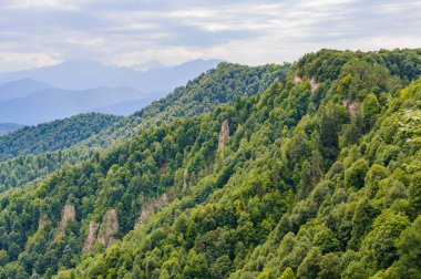 Kafkasya Dağları eteklerindeki dağ ormanı manzarası, Adygea, Rusya