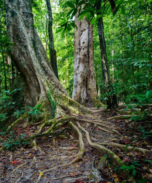 Paesaggio nel parco nazionale di Khao Sok in Thailandia. Parco nazionale Khao Sok la foresta della giungla pluviale nella provincia di Surat Thani — Foto Stock