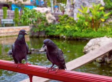 Güvercinler City Park