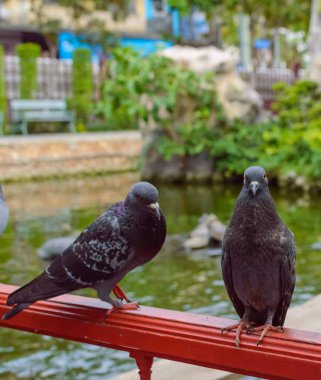 Güvercin Şehir Parkı içinde