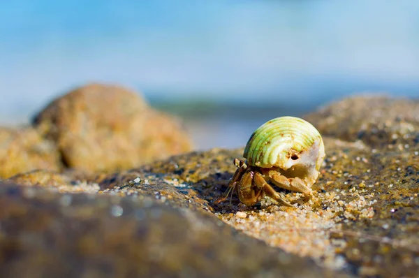 Pustelnik na plaży — Zdjęcie stockowe