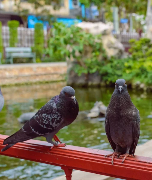 Güvercin Şehir Parkı içinde