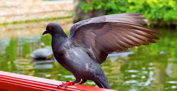 Le pigeon de la ville déploie ses ailes. Scène dans le parc — Photo