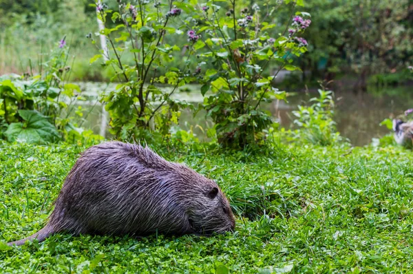 Крупный план нутрии, также называемой койпу или речной крысы, на зеленом фоне — стоковое фото