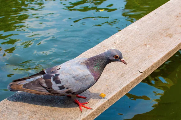 Duif in het stadspark — Stockfoto