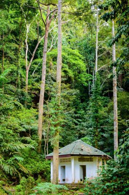 Yeşil orman orman ve kulübe veya küçük bina