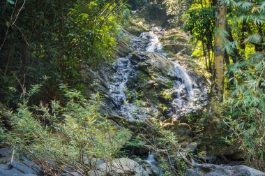 Sahne Khao Sok Milli Parkı'nda Tayland. Khao Sok Milli Parkı yağmur orman orman Surat Thani ili