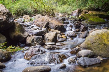 Sahne Khao Sok Milli Parkı'nda Tayland. Khao Sok Milli Parkı yağmur orman orman Surat Thani ili