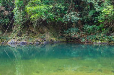 Sahne Khao Sok Milli Parkı'nda Tayland. Khao Sok Milli Parkı yağmur orman orman Surat Thani ili
