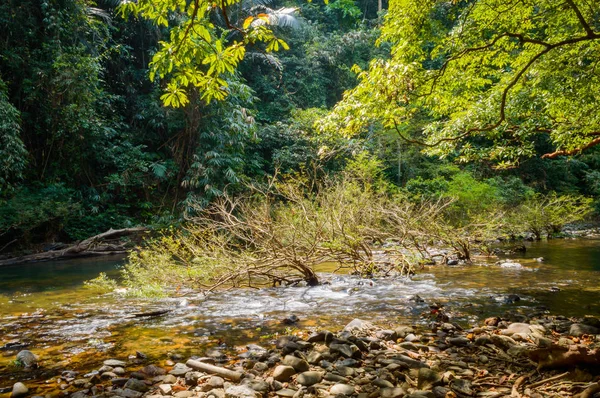 Sahne Khao Sok Milli Parkı'nda Tayland. Khao Sok Milli Parkı yağmur orman orman Surat Thani ili