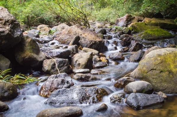 Sahne Khao Sok Milli Parkı'nda Tayland. Khao Sok Milli Parkı yağmur orman orman Surat Thani ili