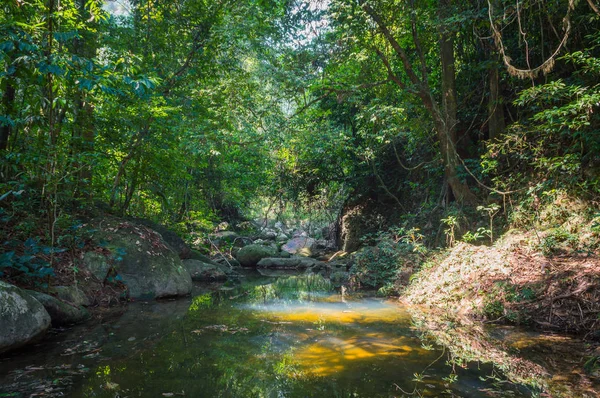 Sahne Khao Sok Milli Parkı'nda Tayland. Khao Sok Milli Parkı yağmur orman orman Surat Thani ili