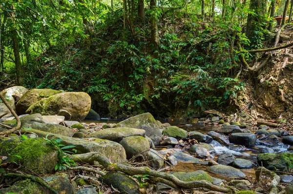 Sahne Khao Sok Milli Parkı'nda Tayland. Khao Sok Milli Parkı yağmur orman orman Surat Thani ili
