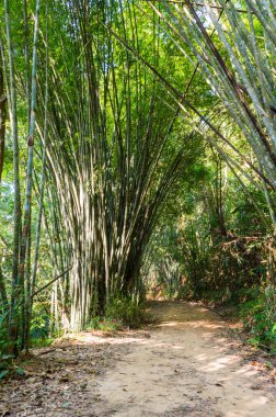 Sahne Khao Sok Milli Parkı'nda Tayland. Khao Sok Milli Parkı yağmur orman orman Surat Thani ili
