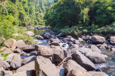 Sahne Khao Sok Milli Parkı'nda Tayland. Khao Sok Milli Parkı yağmur orman orman Surat Thani ili