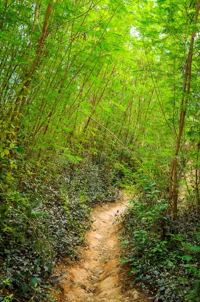 Ruhige Straße im Wald in den Bergen — Stockfoto