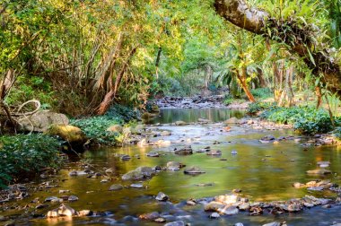 Dağ nehir Khao Sok Milli Parkı'nda Tayland