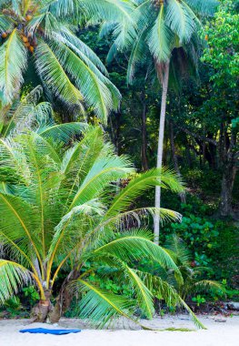 Avuç içi ve tropik plaj