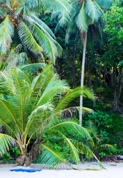 Avuç içi ve tropik plaj