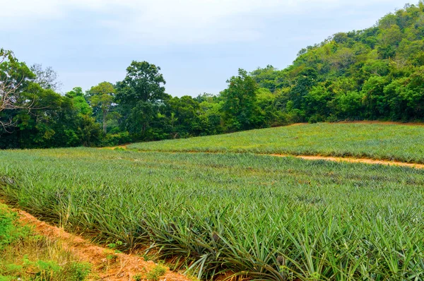 Plantación de piña en Tailandia —  Fotos de Stock