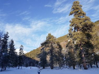 Karlı ormanda soğuk kış manzarası