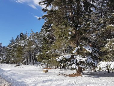 Karlı kış dağlar çam ormanı ile