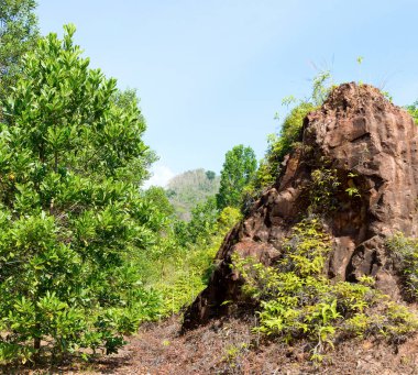 Yaz dağı manzarası