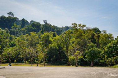 Sahne yeşil bahçe ve Hindistan cevizi ağacı palmiye ile çayır. Doğal Park harika güneş ışığı
