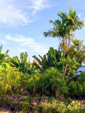 Palmiye ağacı ve mor çiçekler mavi gökyüzü arka plan üzerinde