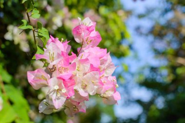 # Bahçede güzel pembe çiçekler # # Bahar bokeh arka planlı #