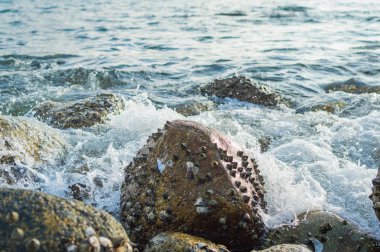 Güneşli bir günde bir taş Beach serinletici su bir dalga