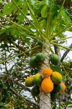 Tayland bahçesindeki Papaya ağacı