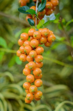 Deniz topalak meyve dalı