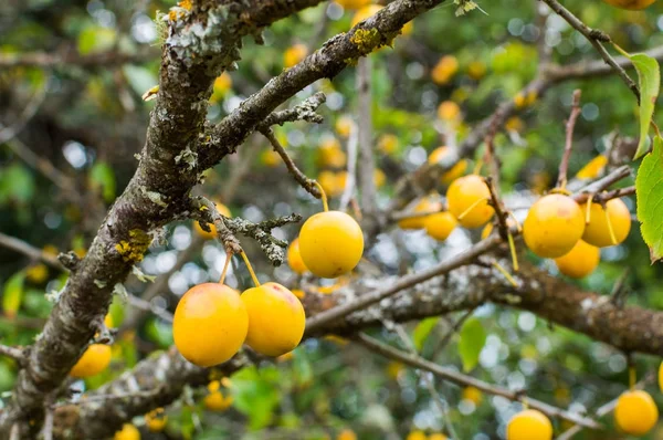 Um bando de ameixas amarelas maduras em uma árvore — Fotografia de Stock